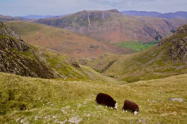 Выпас овец в Озерном крае, Англия — стоковое фото