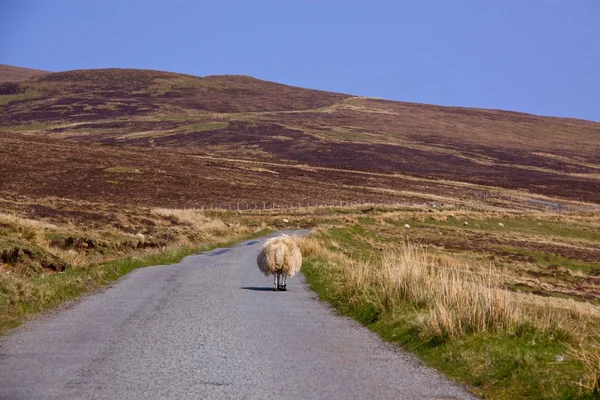 Carretera en Isla de Skye — Foto de Stock