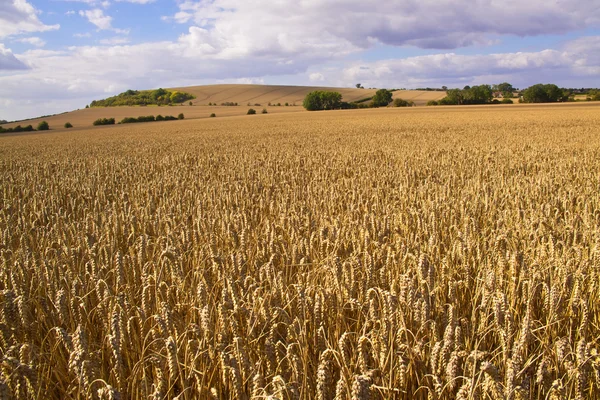 stock image Wheat fields