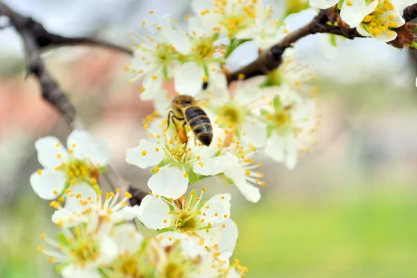 stock image Spring awakening