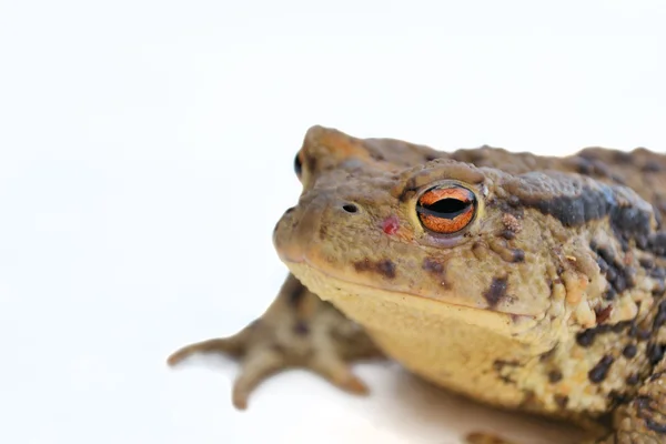 Toad on the road — Stock Photo, Image
