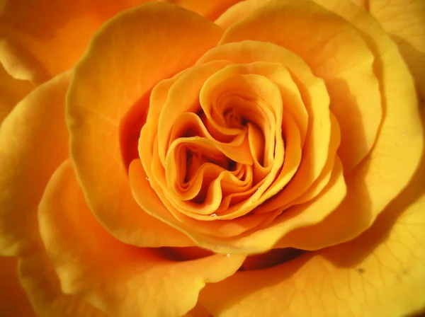 stock image Yellow rose