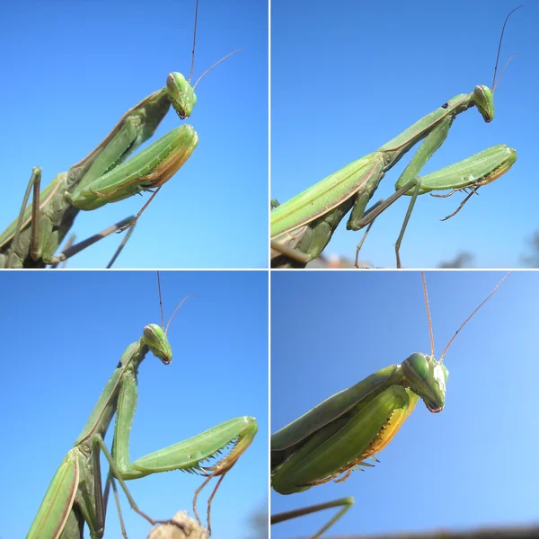 Rezando mantis, Mantis religiosa —  Fotos de Stock