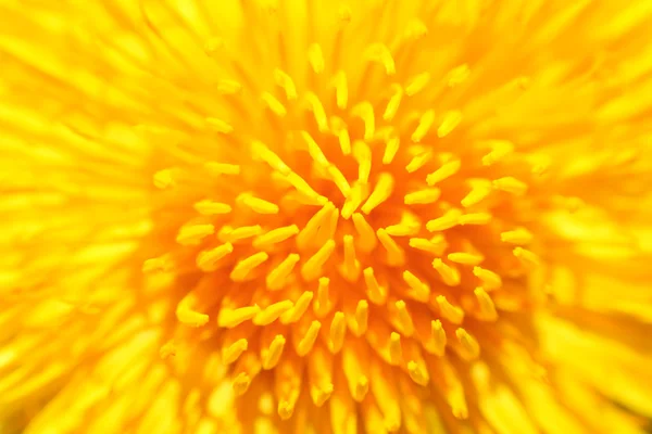 Yellow dandelion close up — Stock Photo, Image