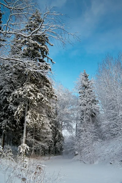 Bois d'hiver dans la neige — Photo
