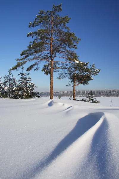 Frosty winterlandschap van grenen hout — Stockfoto