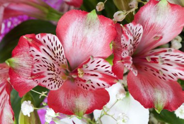 Flowers alstroemeria clipart