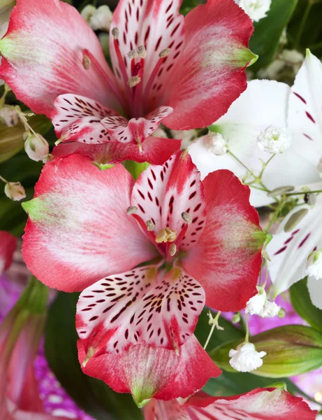 Flowers alstroemeria — Stock Photo, Image