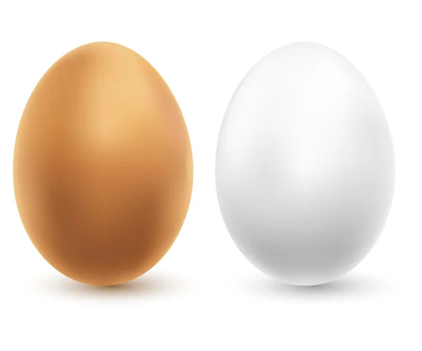 Two chicken eggs — Stock Vector