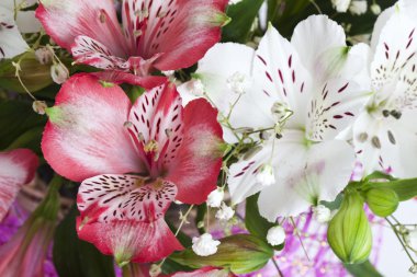 çiçek alstroemeria