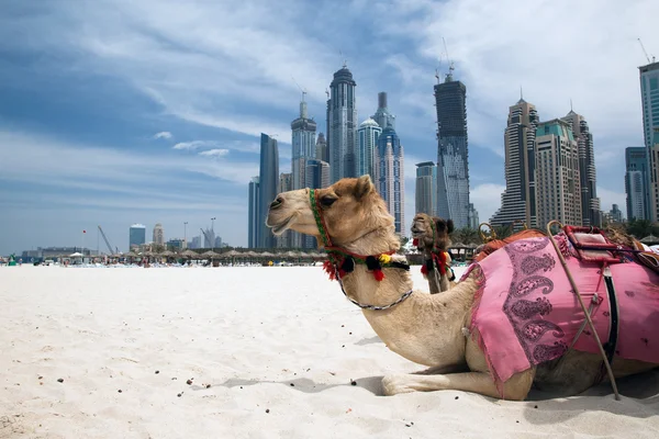 Camel. — Stock Photo, Image