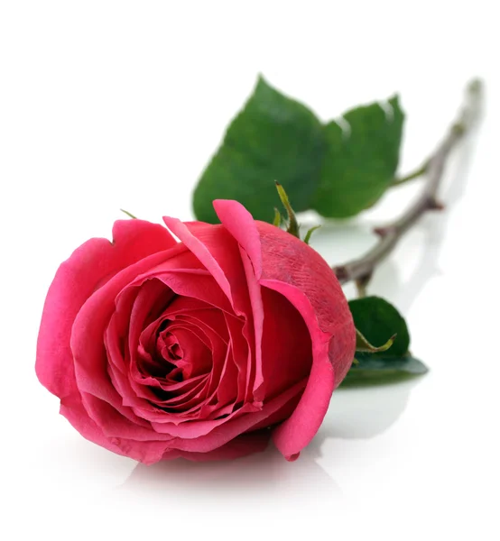 Stock image Red rose