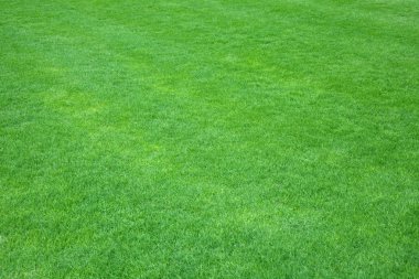 Green grass clipart