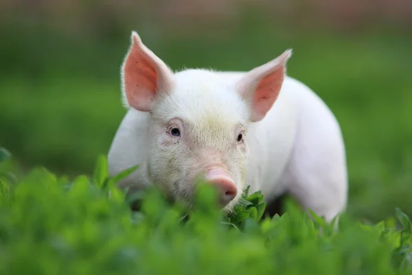 Stock image Young pigling