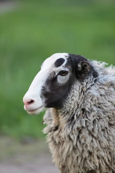 stock image Sheep.