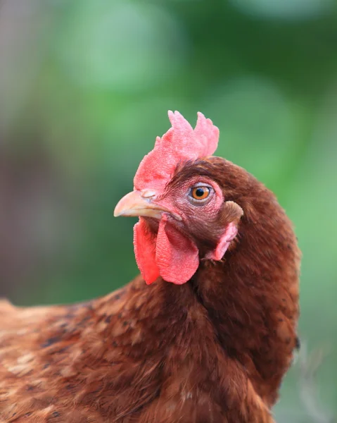 Head of hen Stock Picture