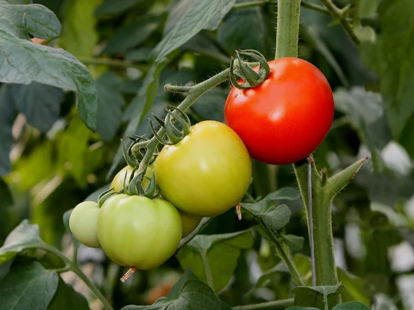 Färska mogna tomater på anläggningen — Stockfoto