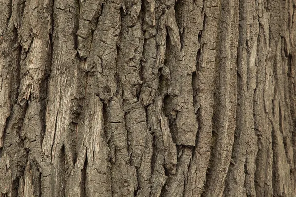 木の質感. — ストック写真