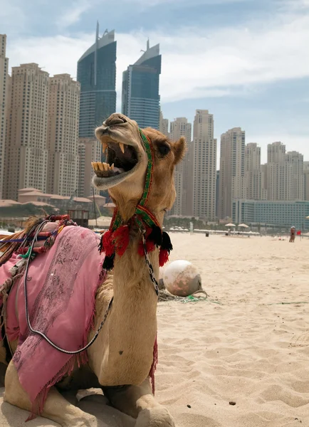 Camello. . — Foto de Stock