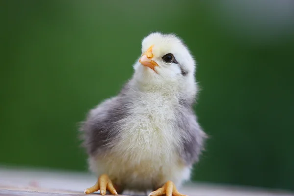 Huhn — Stockfoto