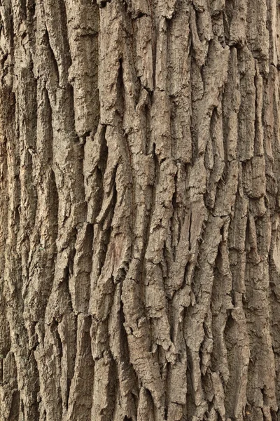 Textura de madeira . — Fotografia de Stock