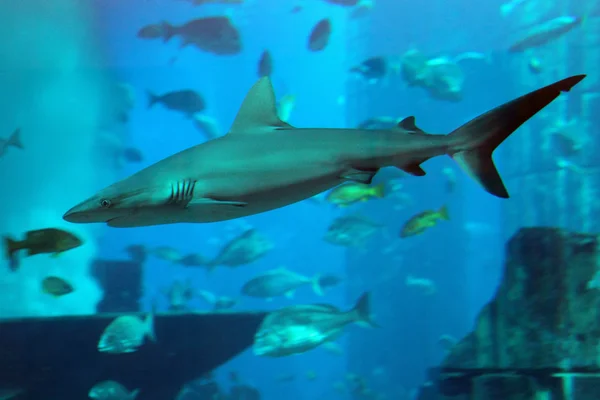 Акула в акваріумі — стокове фото