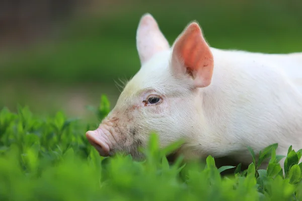 Νέοι pigling — Φωτογραφία Αρχείου