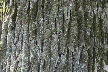 Bark of old oak clipart