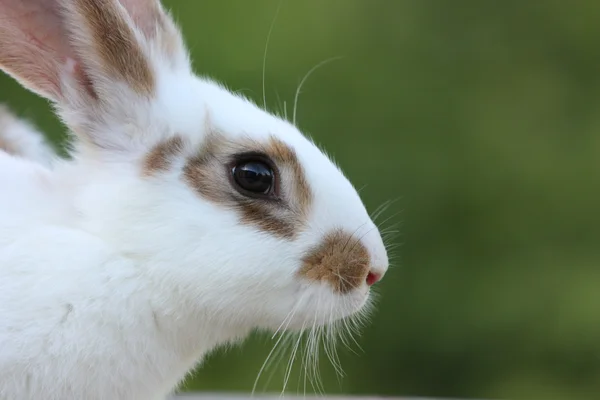 Sevimli tavşan tavşan — Stok fotoğraf