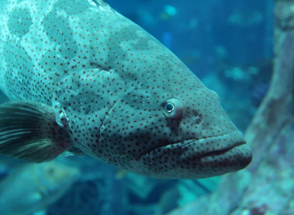 stock image Grouper