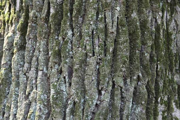 老橡树的树皮 — 图库照片