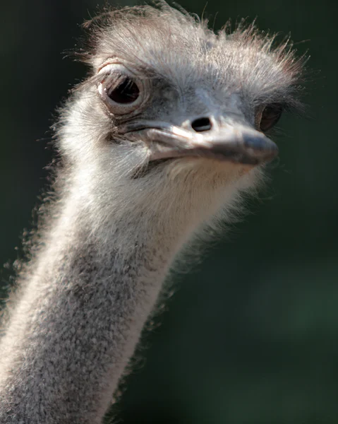 stock image Ostrich