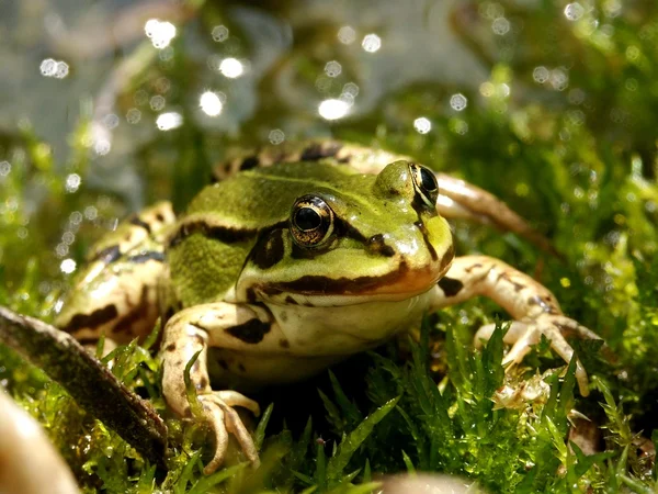 面对一只青蛙 — 图库照片