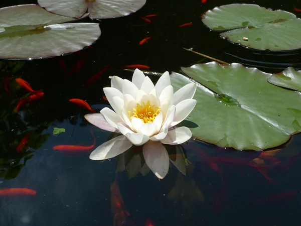 Weißwasserlilie — Stockfoto