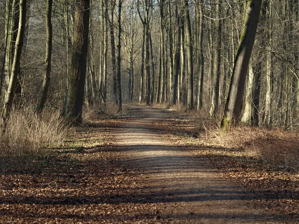 stock image Forest path