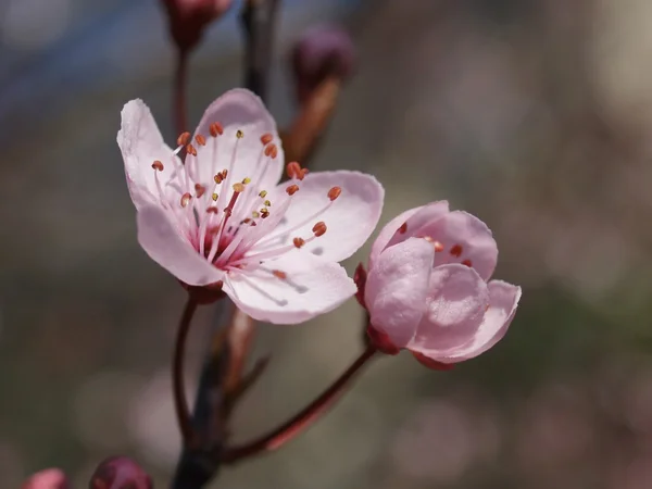 stock image Pink blossom of a prune tree