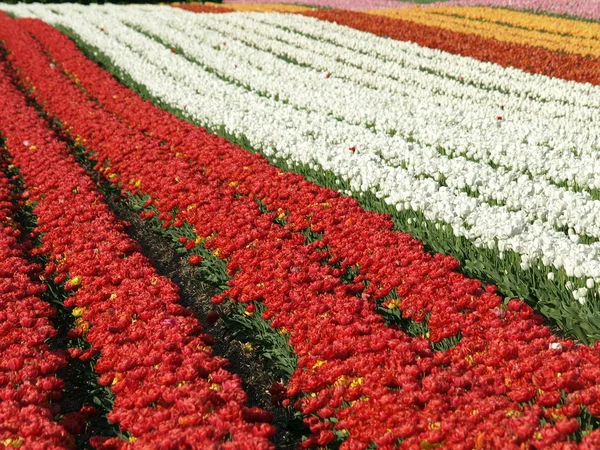 Campo de tulipán —  Fotos de Stock