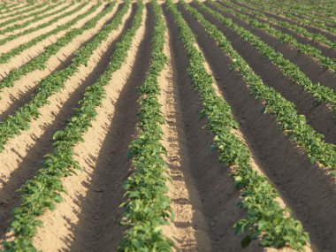 Potato field clipart