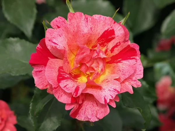 Цветущая роза — стоковое фото