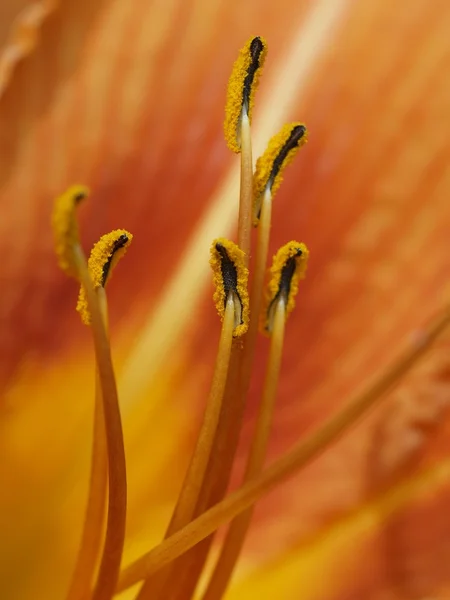 桐花序的橙色黄花菜 — 图库照片