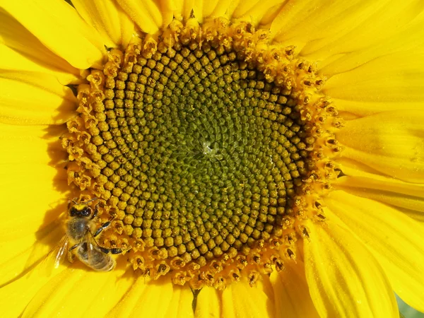 Girasol con abeja — Foto de Stock