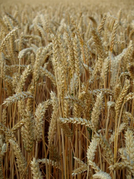 Risques de blé — Photo