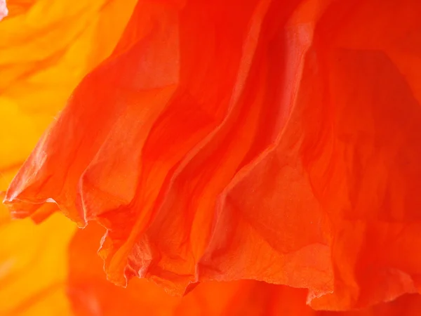 Foglio di papavero rosso — Foto Stock