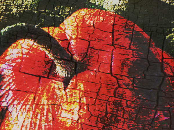 Красный мак с деревянной структурой
