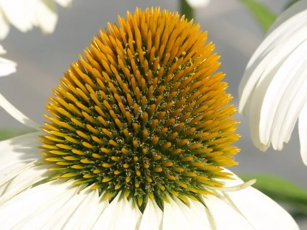 Květina žlutá bílá — Stock fotografie