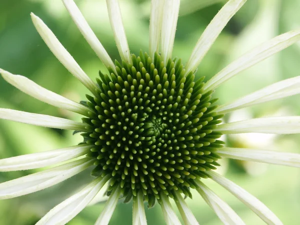 Květina zelená, bílá — Stock fotografie
