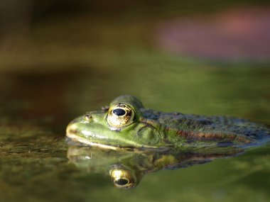 Frog in a pond clipart