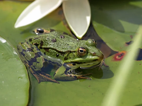 Frog and water lily — Stock Photo, Image