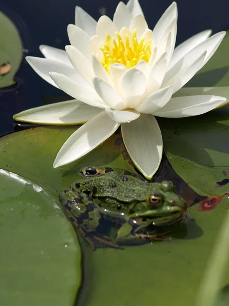 Водяна лілія з жабою — стокове фото