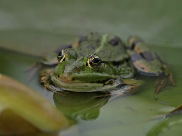Kurbağa portre — Stok fotoğraf